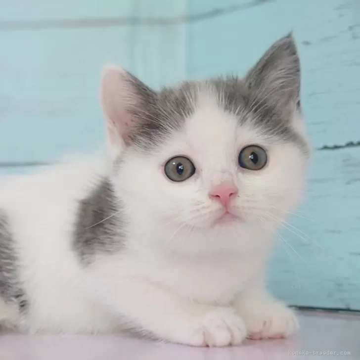 ID:2402-00783の子猫
