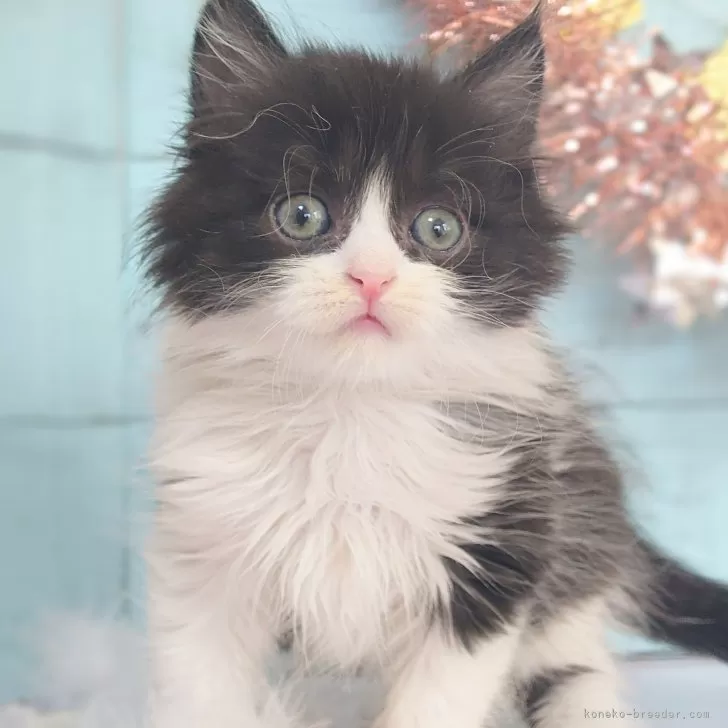 ID：2412-00608の子猫