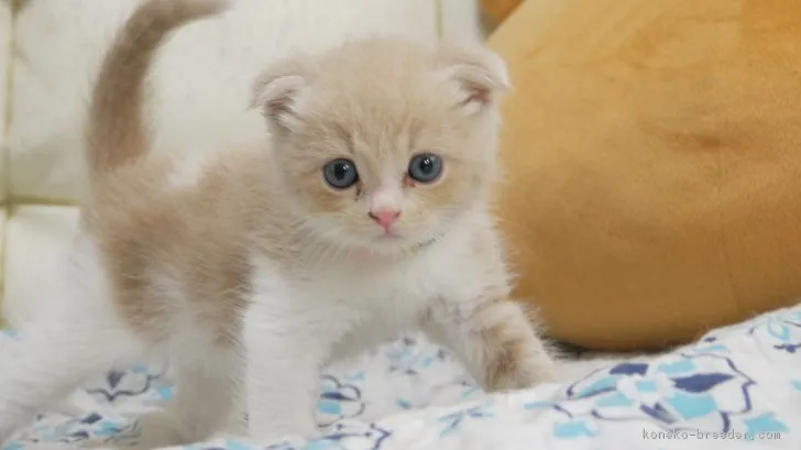 ID：1807-01519の子猫