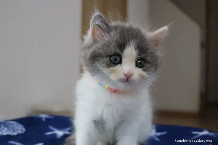 生き物大好き 様のお迎えした子猫