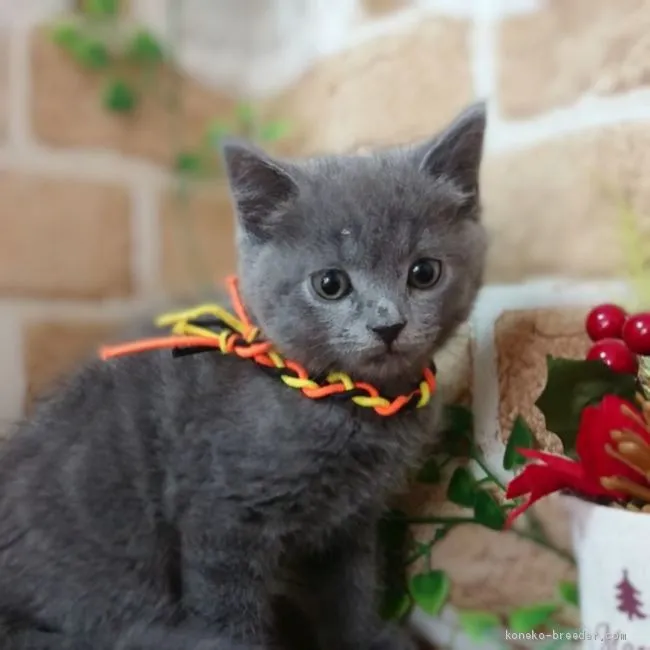 ID：2011-02115の子猫