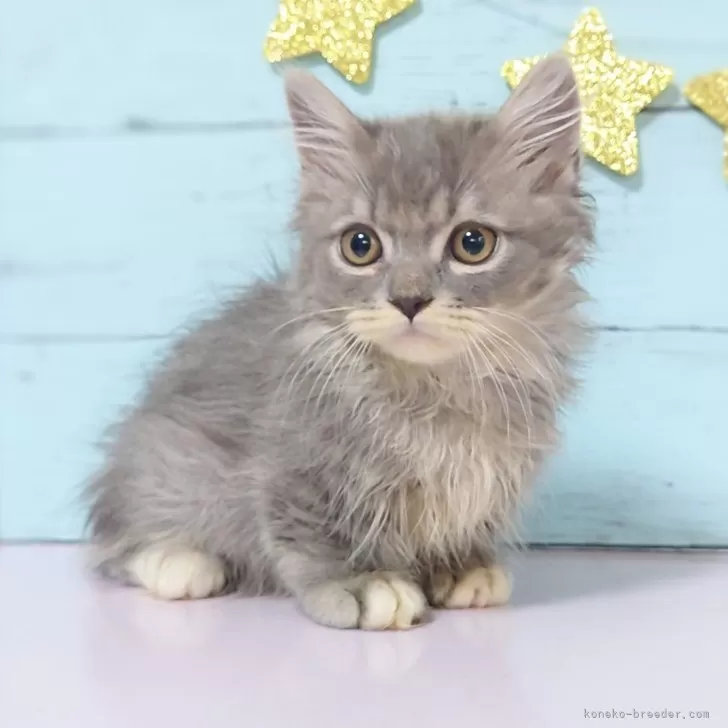 ID：2411-00173の子猫