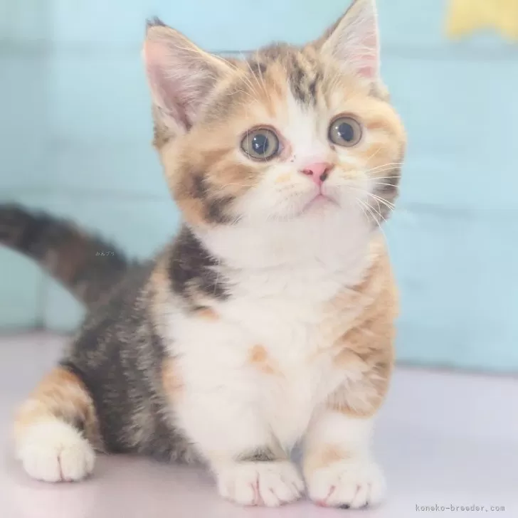 ID：2407-01543の子猫