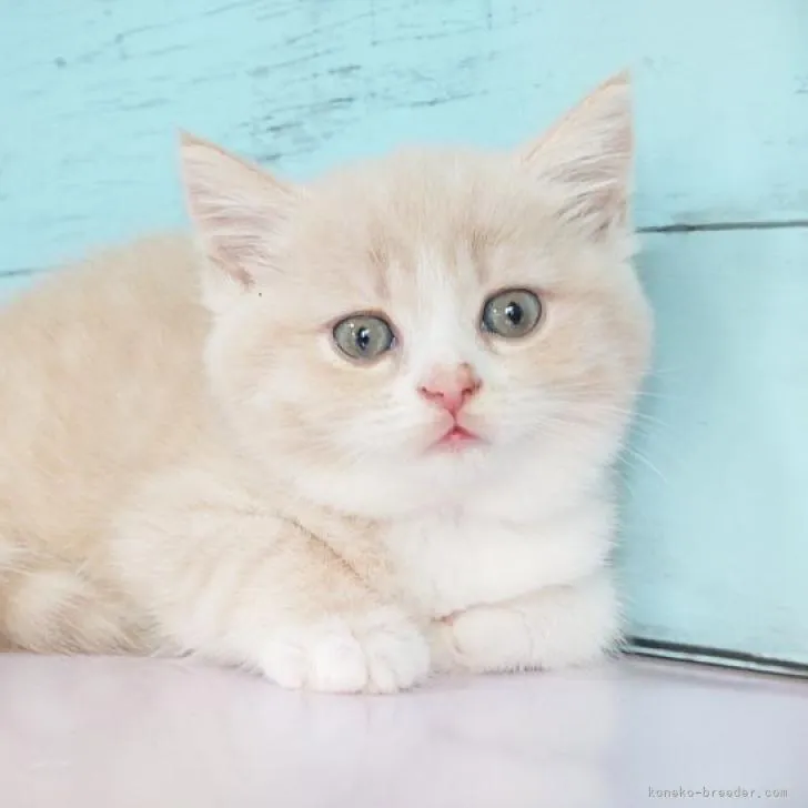 せちゃん 様のお迎えした子猫