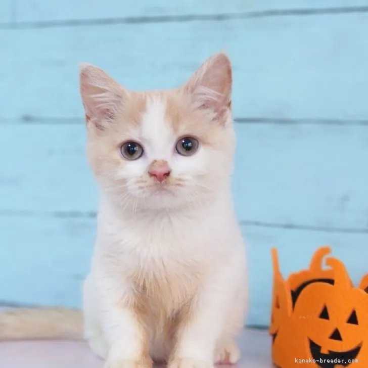 ID:2309-01930の子猫