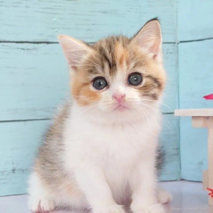 ID:2307-01210の子猫