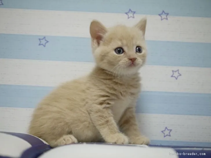うに 様のお迎えした子猫