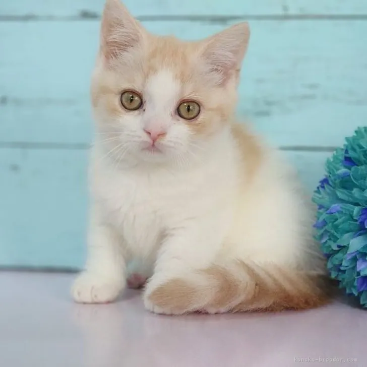 ID：2306-01210の子猫