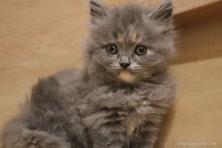 ID:1711-00301の子猫
