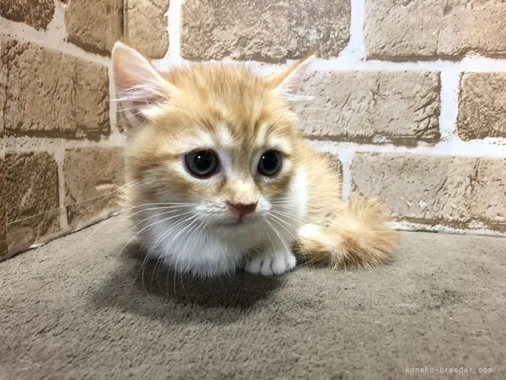 kamo 様のお迎えした子猫