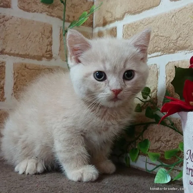 ID：2011-02114の子猫