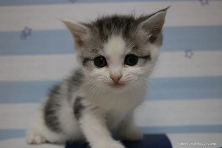 シャチ 様のお迎えした子猫