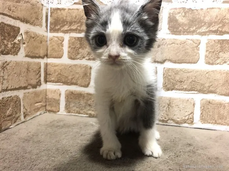 KK 様のお迎えした子猫