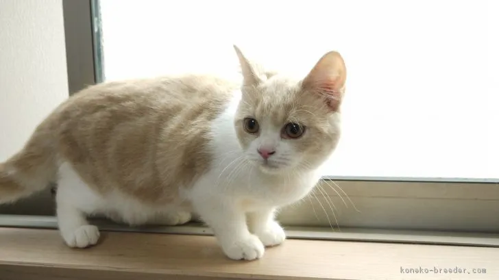 ID：1809-00890の子猫