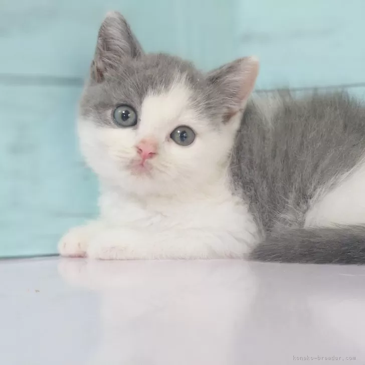 ID：2409-02193の子猫