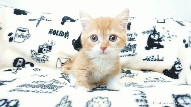 ID：1907-01701の子猫