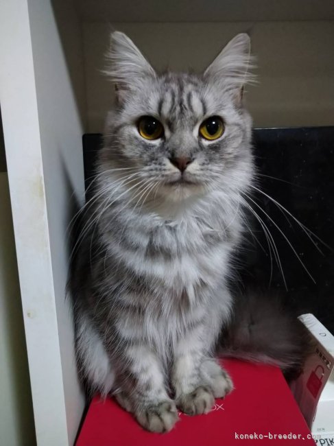 マンチカン【・女の子・2020年9月17日・ブルータビー】