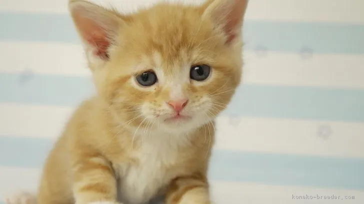 ID:1803-00801の子猫