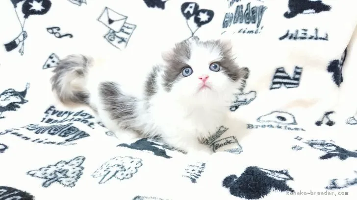 みーちゃん 様のお迎えした子猫