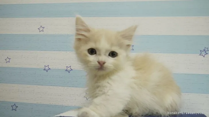 ID：1806-00840の子猫