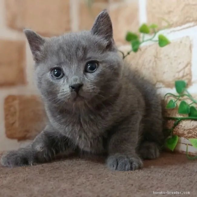 ID：2011-02116の子猫