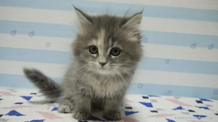 ID:1902-00051の子猫