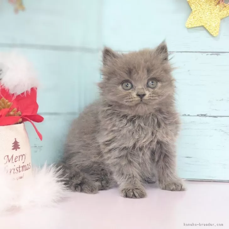 ID:2412-01405の子猫