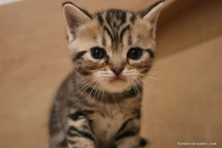 ID:1711-00543の子猫