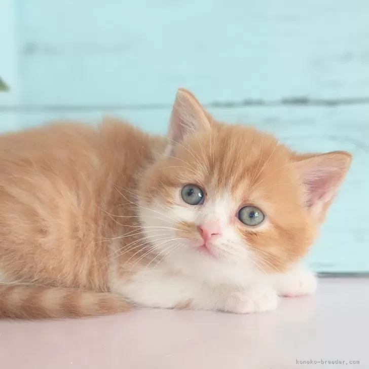 ID：2403-01470の子猫