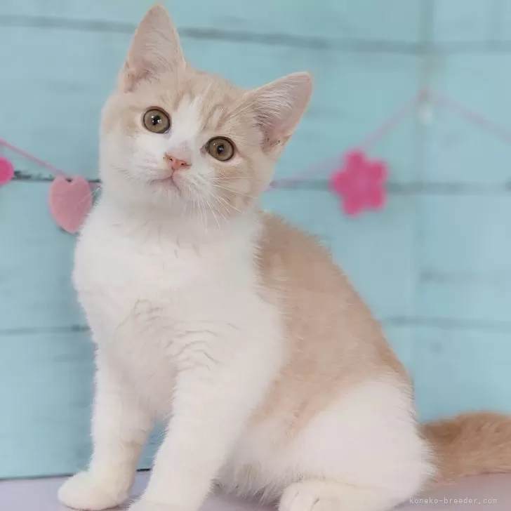 ID：2402-00766の子猫