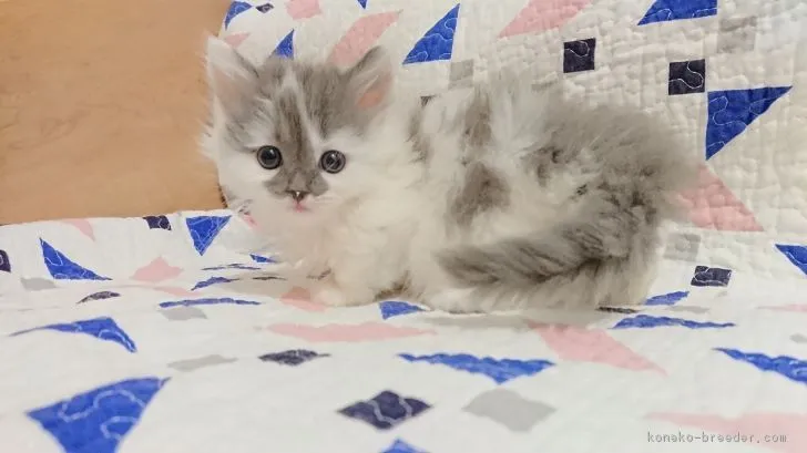 ID：1903-00302の子猫