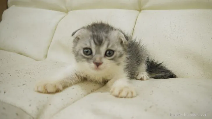 ニスモ 様のお迎えした子猫