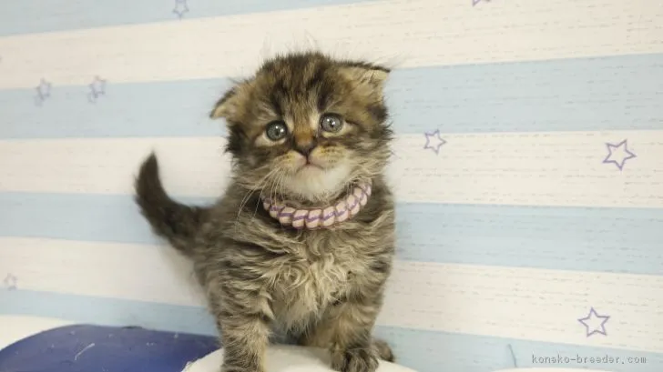 ID：1805-01162の子猫