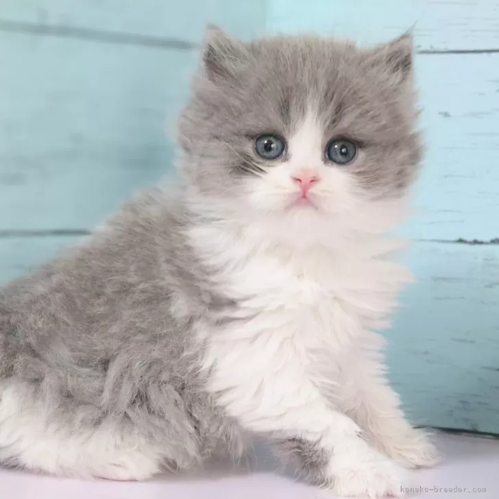 ID:2402-02134の子猫