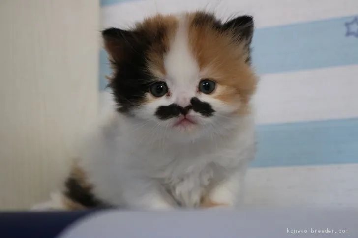ボタンmama 様のお迎えした子猫