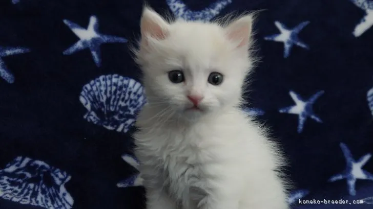 ID:1803-01308の子猫