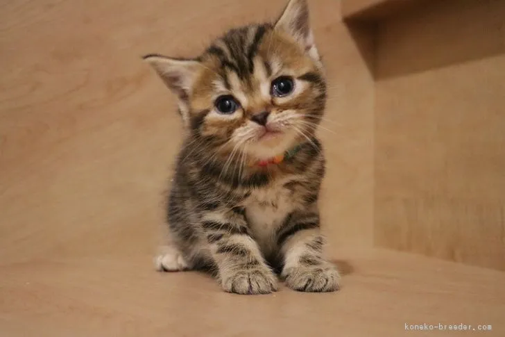 くるみ 様のお迎えした子猫