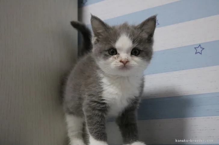 ID：1712-00700の子猫