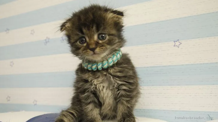 ID：1805-01161の子猫