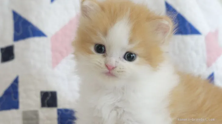 ID：1906-01502の子猫