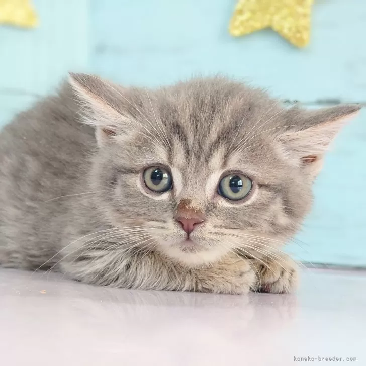 ID:2405-00500の子猫