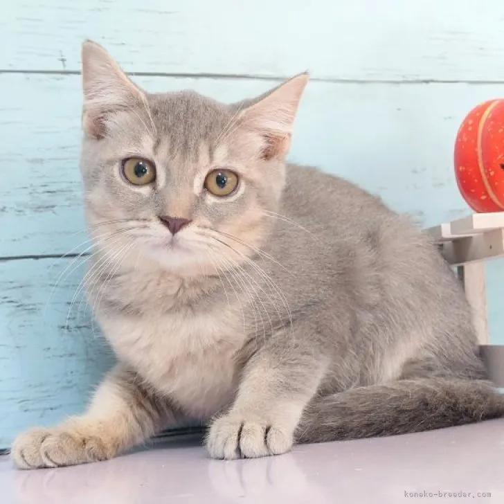 ID：2308-00576の子猫