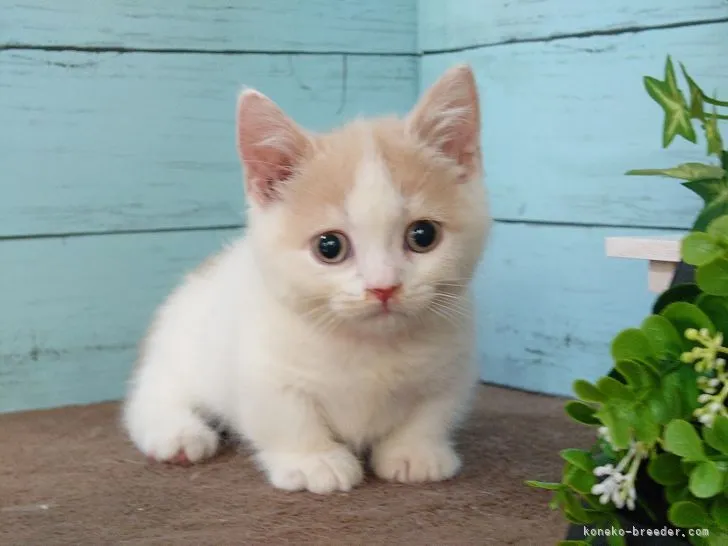 ID：2205-00683の子猫