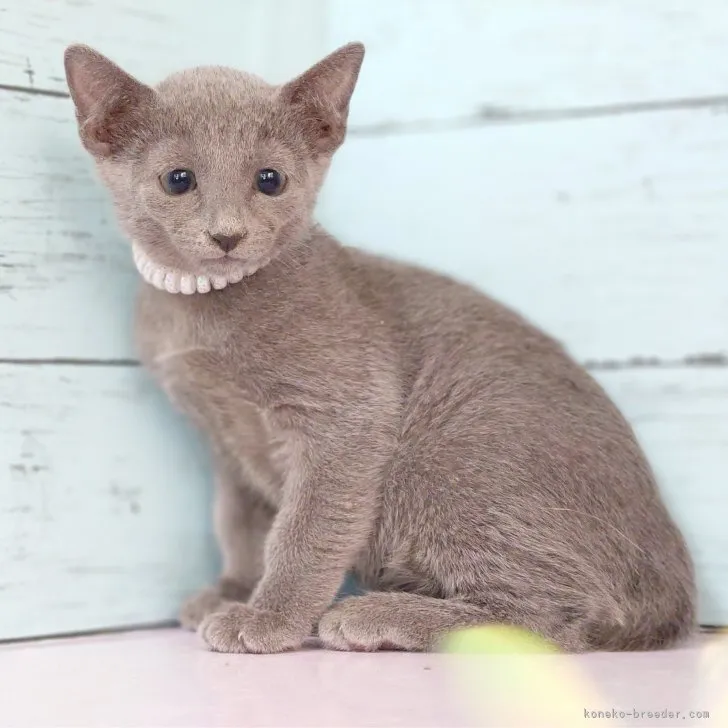 ID：2307-03388の子猫