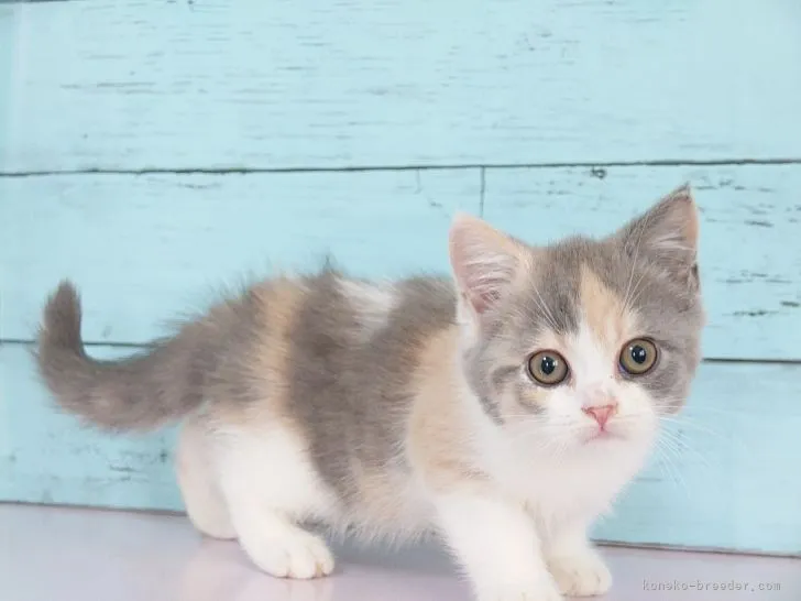 R.T 様のお迎えした子猫