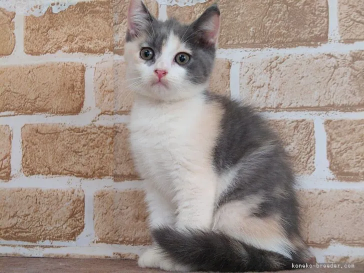 ID:2109-01915の子猫