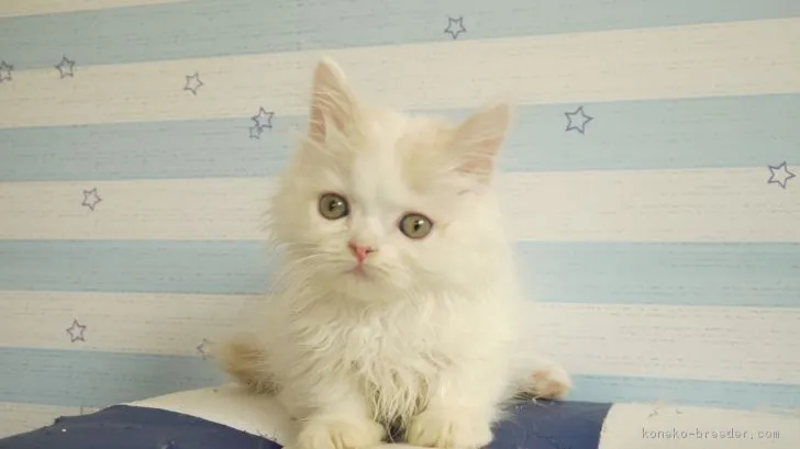 ID:1805-00835の子猫