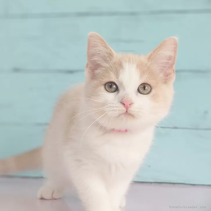 ID：2402-00771の子猫