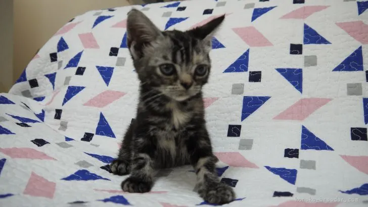 ID:1810-00074の子猫