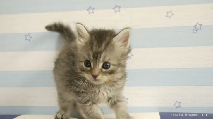 ID：1805-01164の子猫